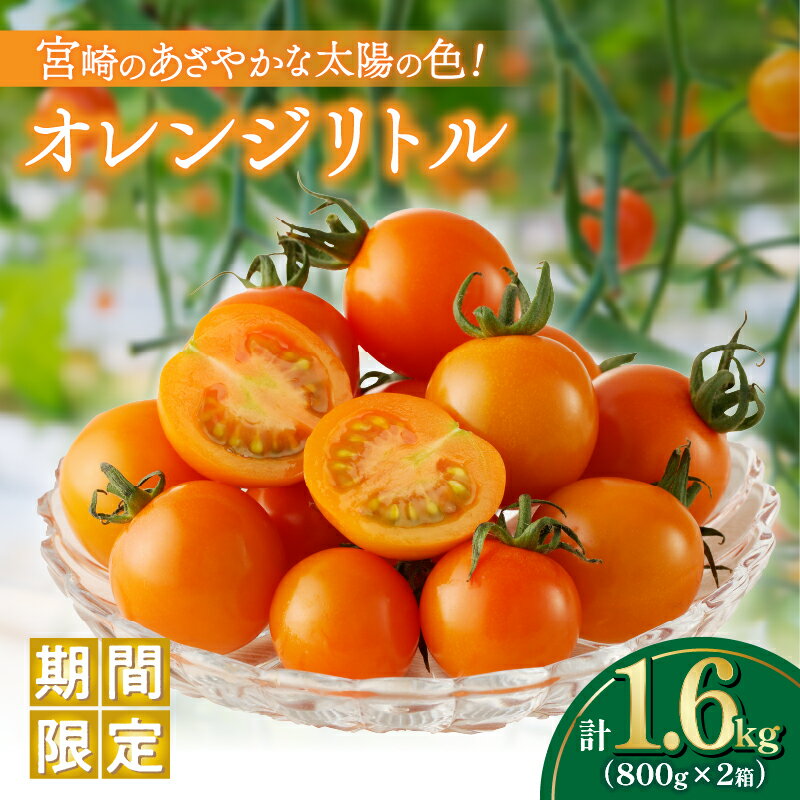 【ふるさと納税】先行予約≪期間限定≫オレンジリトル（計1.6kg） ミニトマト 野菜 青果 サラダ アヒージョ パスタ デザート 国産 完熟トマト フルーツトマト 新鮮 お土産 産地直送 おやつ おすすめ 人気 贈答 ギフト 贈り物 おすそ分け お返し 宮崎県 都農町 送料無料