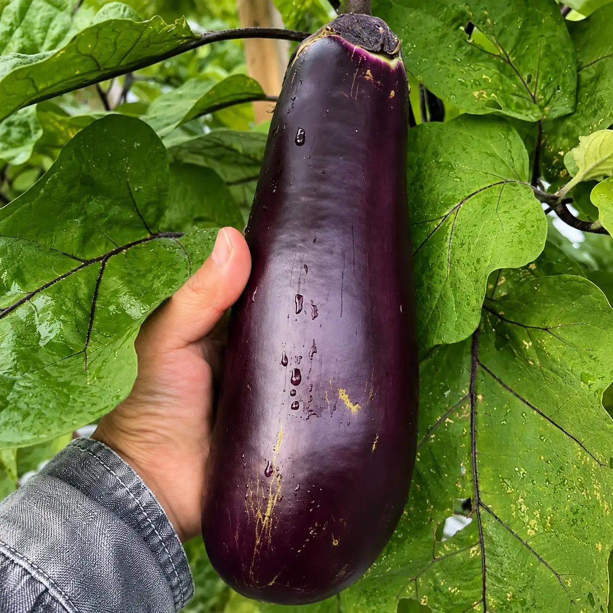 訳あり品 伝統野菜 ぼたなす 訳あり 2㎏ ｜ ナス
