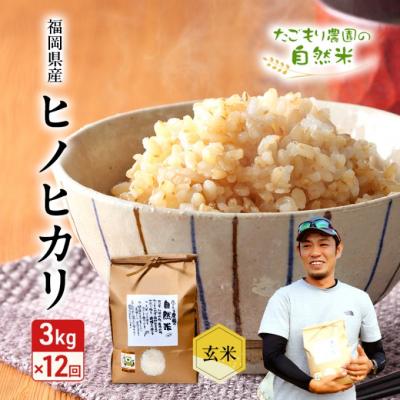 ふるさと納税 小郡市 定期便 12ヶ月 米 たごもり農園の自然米 ヒノヒカリ 玄米 3kg お米[No5354-2134]