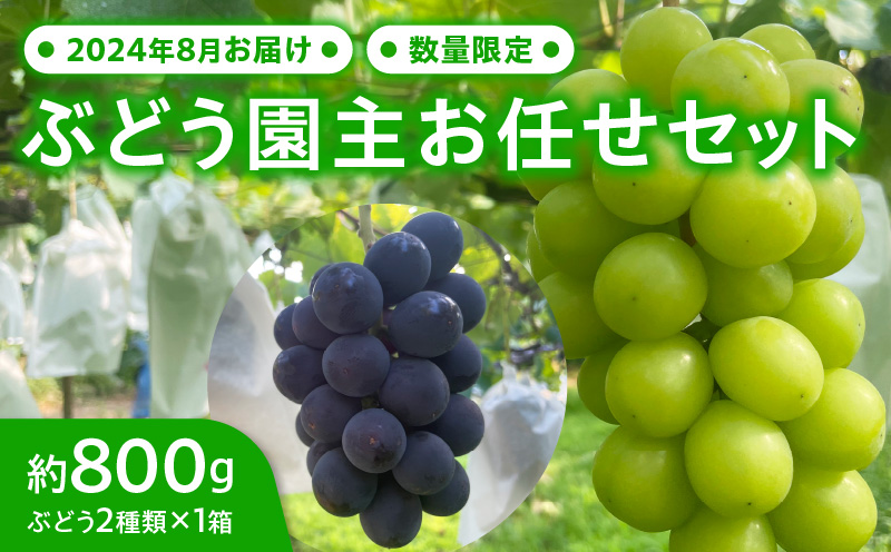 【2024年8月お届け】ぶどう園主お任せセット [098O01]