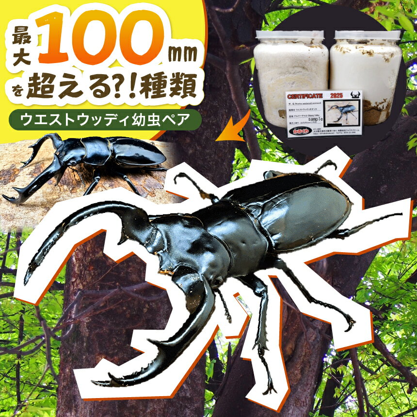 【ふるさと納税】ウエストウッディ幼虫ペア | 販売証明書付 クワガタ 生き物 昆虫 飼育 育成 観察 趣味 自由研究 大分県 九州 中津市 送料無料【発送は、2026年2月下旬まで(受注後1週間以内)】