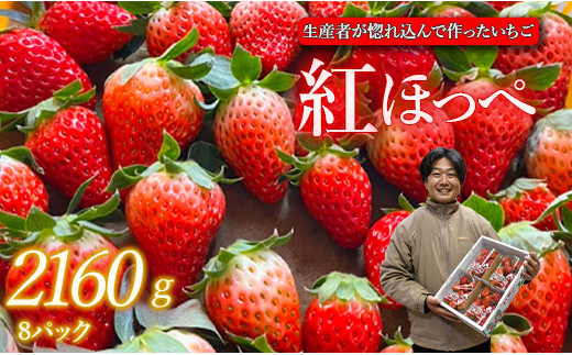 
生産者が惚れ込んで作るいちご【1～2月発送】いちご 2160g 270g×8 イチゴ 苺 ストロベリー 紅ほっぺ べにほっぺ 送料無料 取り寄せ おすすめ 人気 プレゼント ギフト 国産 内容量 予約受付 選べる 贈答 お好み 定期 美味しい 果物 茨城 2025年分 予約受付 鉾田 村田農園 紅ほっぺの村田
