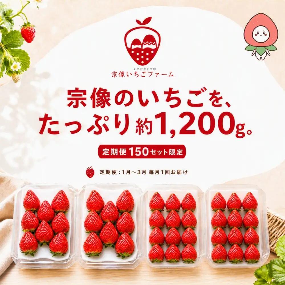 【先行予約】【2027年1月より順次発送】【3ヶ月毎月お届け】人気のいちご 2品種食べ比べ定期便【宗像いちごファーム】_HB0214 苺 イチゴ あまおう おいCベリー 福岡県宗像市 宗像市 福岡 宗