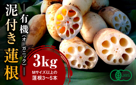 【一度食べたら忘れられない味！】有機（オーガニック）泥付き蓮根3kg / 白石れんこん レンコン 蓮根 有機栽培 オーガニック 野菜 根菜 / 佐賀県 / 吉田農園 [41AHAE003]