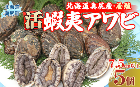 奥尻島産蝦夷アワビ（養殖）５ケ入り75mm以上 【 ふるさと納税 人気 おすすめ ランキング あわび アワビ 鮑 貝 魚介 蝦夷アワビ 新鮮 活あわび 活アワビ 北海道 奥尻町 送料無料 】 OKUF009