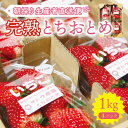 【ふるさと納税】【完熟とちおとめ 1kg】糖度15℃以上の宮城県産いちご 約250g×4パック 置き並べ【配送不可地域：離島】【1548030】