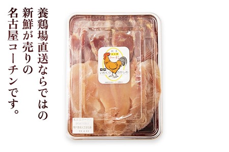 純系名古屋コーチン 定期便 (1羽×6回)【0874】