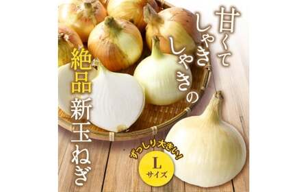 和歌山県産新玉ねぎ約10kg　Lサイズ 約25個入り　こだわり農家厳選！【2026年4月末頃～6月中旬に発送予定】 | 人気 おすすめ たまねぎ 玉ねぎ 玉葱 タマネギ オニオン スープ サラダ 国産