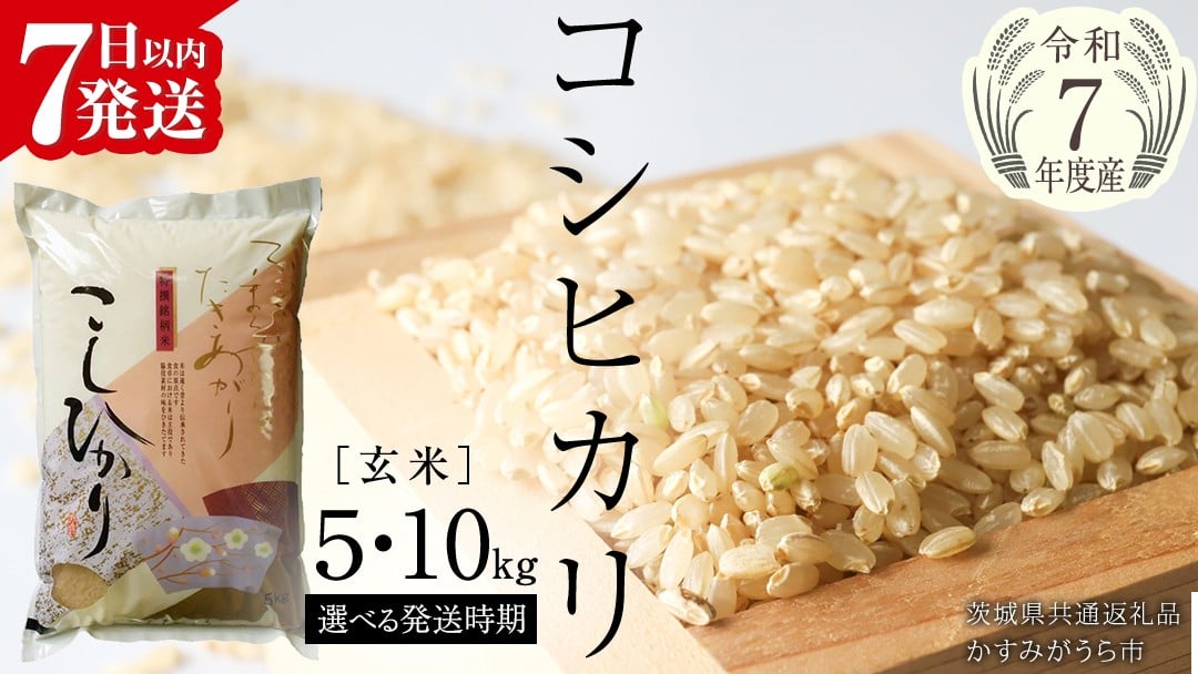 
            《 令和7年産 》  コシヒカリ 玄米 5kg ～ 10kg ( 選べる 内容量・発送時期 ) (茨城県共通返礼品 かすみがうら市) 最短7日営業日以内発送 新米 米 ごはん もっちり 甘い コメ お米 玄米 銘柄米 [EX003sa00]
          