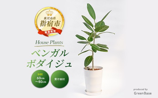 
                  【観葉植物】ベンガルボダイジュ(フィッカス・ベンガレンシス)60cm～80cm(Green Base/IB003-047) 南国鹿児島県で育った 観葉植物！植物 鉢付 インテリア 室内 オフィス おしゃれ プレゼント ギフト 開店祝い 移転祝い マイナスイオン【配送不可地域：北海道・沖縄県・離島】
                