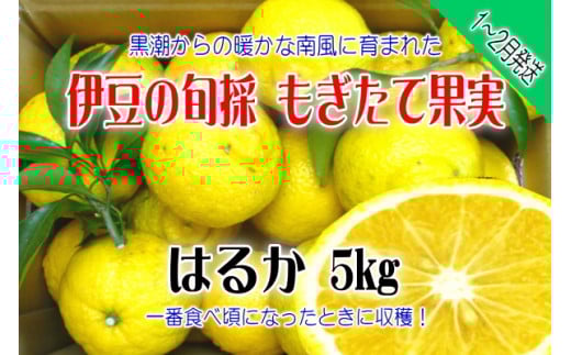 【伊豆のみかん・柑橘】もぎたて果実　はるか　5kg　A019 ／ 収穫体験農園ふたつぼり　柑橘　フルーツ　静岡県　東伊豆町