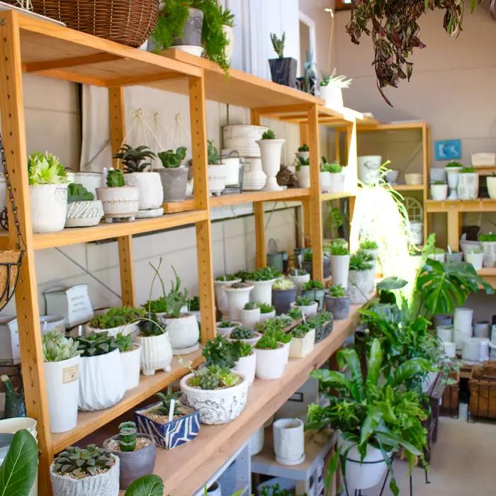 センペルビウムのリース型寄せ植え【多肉植物 植物 グリーン おすすめ よせうえ 観葉植物 手植え 癒し インテリア ナチュラル かわいい 自然 プレゼント ギフト 贈り物】