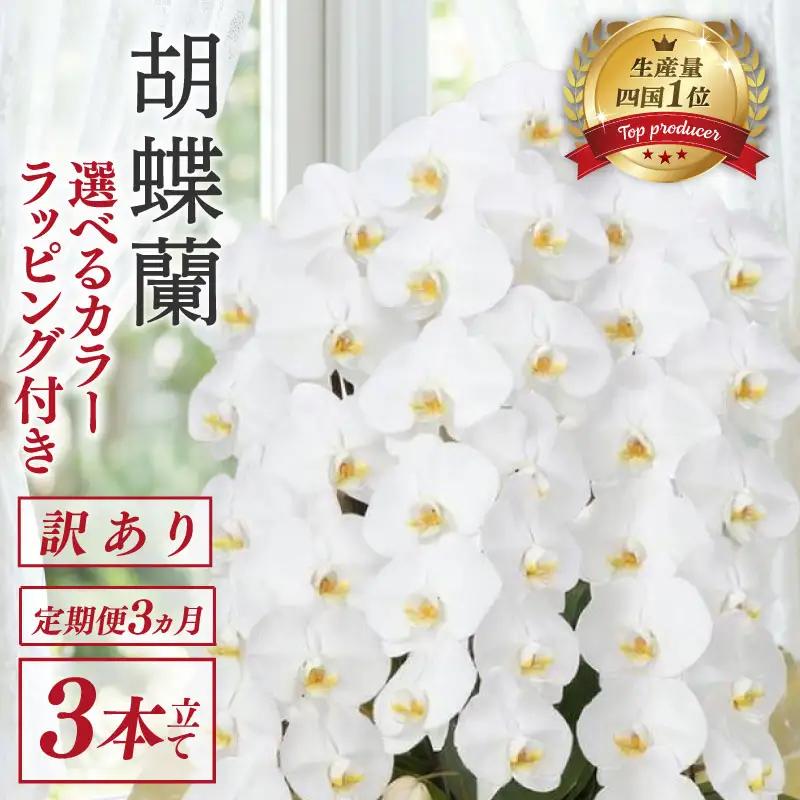 【定期便3ヶ月】 【訳あり】 胡蝶蘭 3本立て 白 ハイグレード
