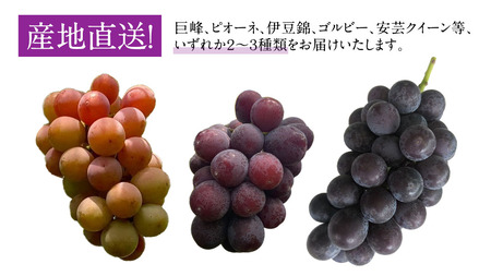 《 2026年 収穫分 》 種なし ぶどう 食べ比べ 2kg 3房 ～ 6房 (桜川市・石岡市共通返礼品) 先行予約 石田ぶどう園 国産 茨城県 桜川市 ぶどう ブドウ 葡萄 果物 くだもの フルーツ