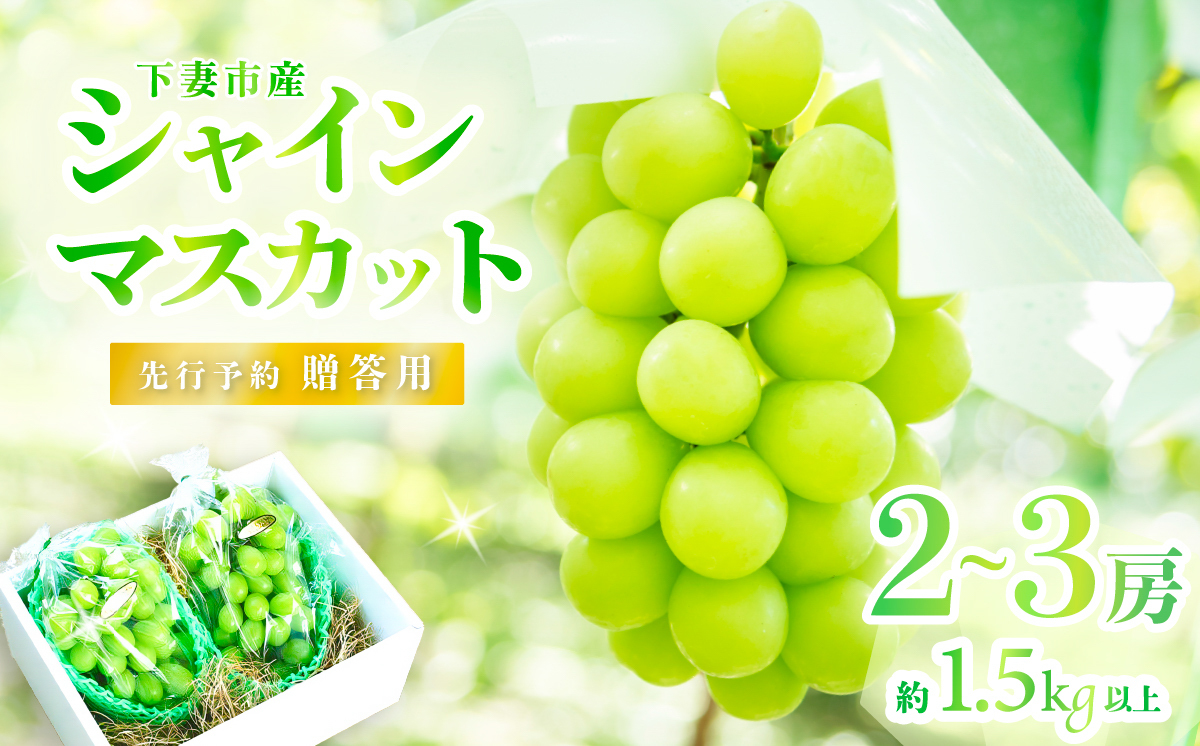 【2026年 先行予約】シャインマスカット2~3房（約1.5kg）贈答用【石崎ぶどう園】（2026年8月下旬から9月下旬頃発送予定）【 フルーツ 果物 ぶどう ブドウ 葡萄 シャイン マスカット 茨城県産 国産 人気 農園 スイーツ お取り寄せ 】