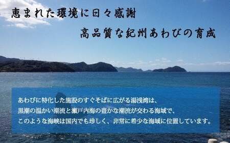 やわコリ食感紀州の蝦夷アワビ 【12個入】｜あわび 養殖 海の幸 貝 海鮮 ※離島への配送不可 鮑 あわび アワビ 鮑 あわび アワビ 鮑 あわび アワビ 鮑 あわび アワビ 鮑 あわび アワビ 鮑 