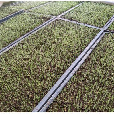 ふるさと納税 由利本荘市 令和7年産ササニシキ 玄米10kg(5kg×2袋)<栽培期間中節減対象農薬:当地比5割減>真空パック |  | 01