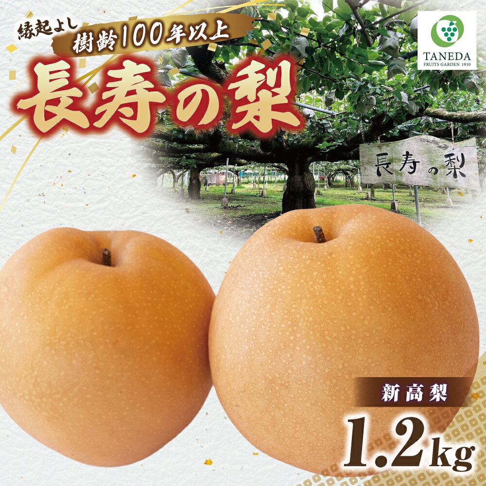 【ふるさと納税】【産直もぎたて】樹齢100年以上・縁起のよい長寿の梨 1.2kg 国産 フルーツ ナシ 新高 果物 くだもの 贈答用 ふるさと 人気 おすすめ 贈答 ギフト お裾分け プレゼント 宮崎県 小林市 送料無料