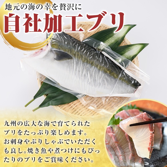 鮮度抜群！自社加工ブリ(片身分・4～5kg) ブリ 鰤 魚貝 魚介 海産物 刺身 焼き魚 煮つけ 真空パック【さるがく水産】a-32-6