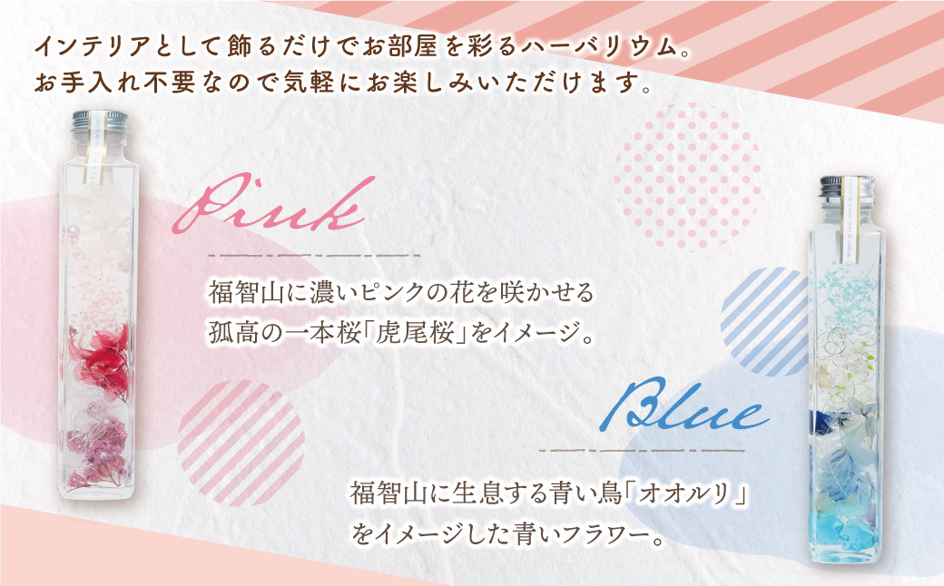 ﾊｰﾊﾞﾘｳﾑ2本セット「福智の煌」　【ピンク×青】