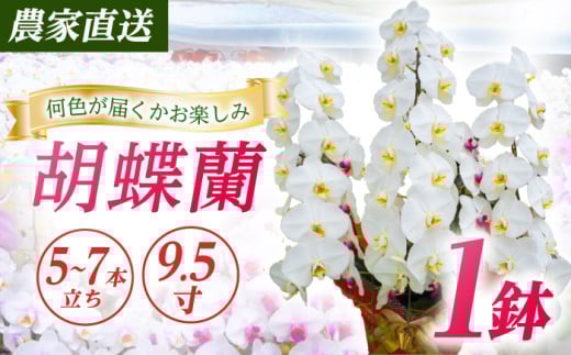 【5〜7本立ち9.5寸】生産農家直送！ 胡蝶蘭 1鉢 洋蘭 蘭 鉢植 花 フラワー 植物 こちょうらん コチョウラン お花 生花 鉢花 鉢 ギフト お祝い お供え コチョウラン こちょうらん 冠婚葬祭 新築 開店 祝 ギフト プレゼント 贈答品 記念日 母の日 贈り物 母の日 誕生日 神奈川【足柄金太郎洋蘭園】開成町 [BDAB014]