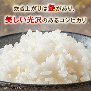 【12回定期便】令和7年度 南国市産 コシヒカリ 白米 5㎏
