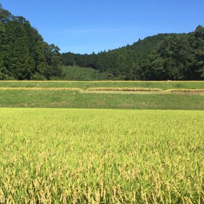 ふるさと納税 大和高田市 【2025年10月下旬発送】【令和6年】【無洗米】 奈良県産 秋田小町 5kg |  | 01