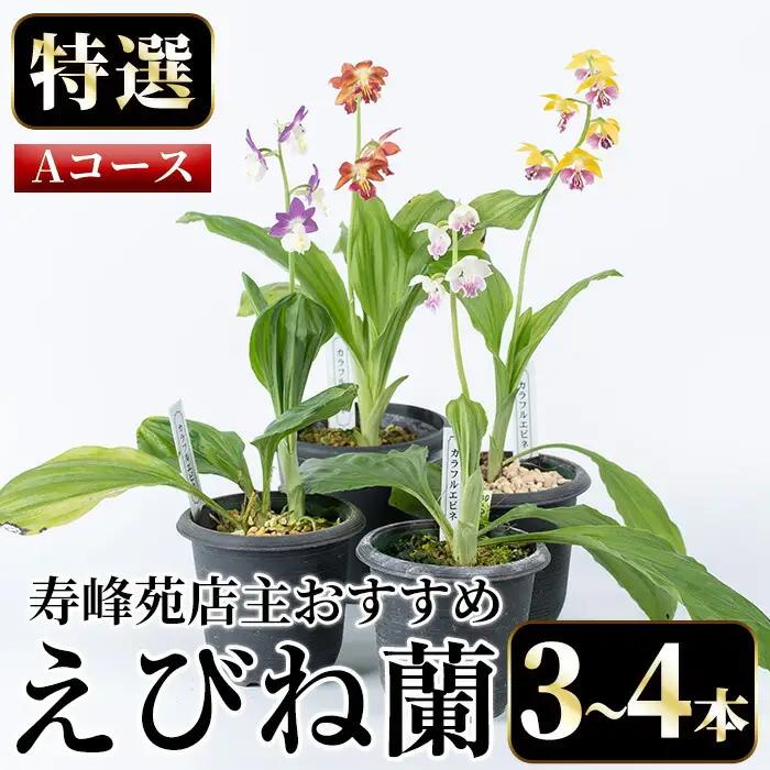 【個数限定】寿峰苑特選えびね蘭　店主おすすめ標準Aコース（3本～4本） 鹿児島 冠岳 で育った 蘭 時期により 花 苗 鉢入りでお届け！ 【00-045-01】