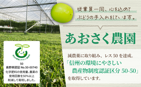 【先行受付2026年発送】2種の種なしぶどうセット(クイーンセブン・ナガノパープル） 合計2房｜あおさく農園　※2026年9月中旬以降発送予定
