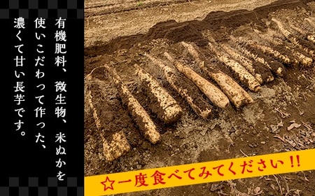 【訳あり】それでも美味しい！こだわって作った産地直送 長野県山形村産 長芋 4kg 箱入れ
