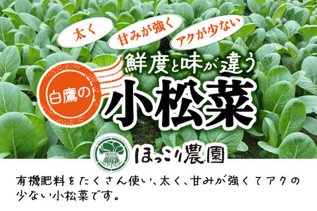 山形県白鷹町産【訳あり】とれたて小松菜（5kg）個数限定 国産 旬 野菜 やさい こまつな