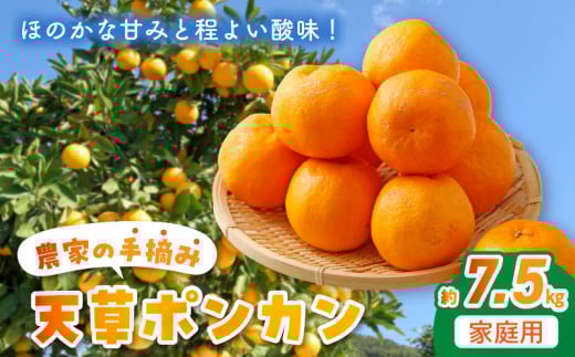 S040-008_農家の手摘み天草ポンカン 約7.5kg 家庭用〈先行受付〉