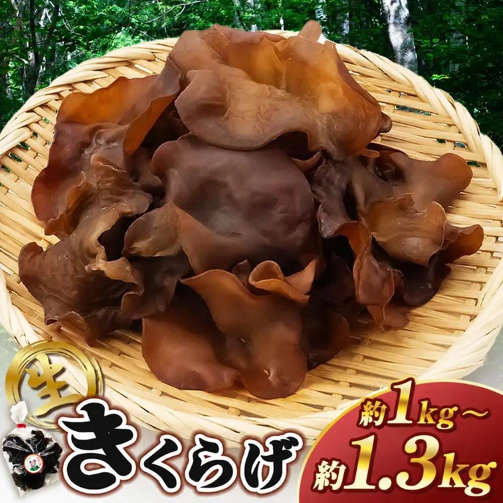 キクラゲ 約1kg～約1.3kg | 伊藤農園 野菜 やさい きのこ キノコ 木耳 きくらげ