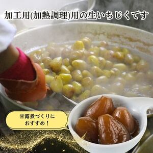 期間限定 加工用 生いちじく 2kg 秋田県にかほ市産 北限のいちじく ホワイトゼノア