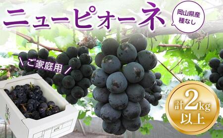 ぶどう 2026年 ご家庭用 ニュー ピオーネ 合計2kg以上 産地直送 ぶどう ピオーネ