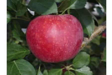 003-008＜果実＞おいしい夏りんご！シナノリップ　１箱（5kg）
