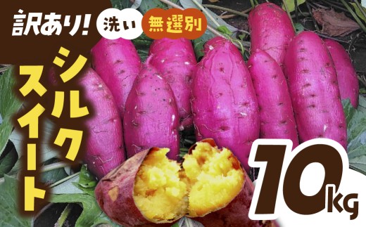 【訳あり】洗いさつまいも(無選別) 10kg 茨城県ひたちなか市産  |  訳あり 採れたて 新物 シルクスイート しるくすいーと・SS～Lサイズ混合 さつまいも 茨城県 サツマイモ 生芋 ほくほく 土付き 焼き芋　茨城県ひたちなか市
