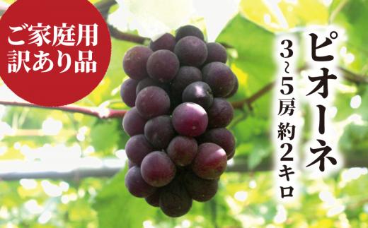 KF-B068-02【きよとうファーム】訳あり ピオーネ  /約2.0kg~ (岡山県産) / ぶどう ブドウ 葡萄 ピオーネ 先行予約 フルーツ 果物 真庭市 フルーツ王国 きよとう果樹園 訳アリ