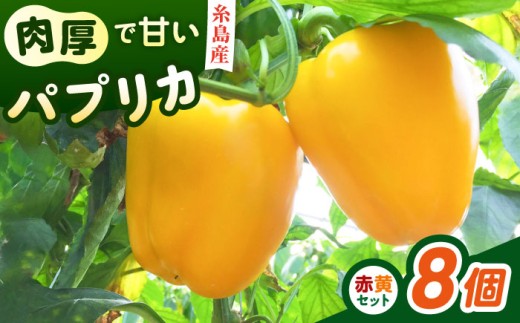 糸島産 肉厚 パプリカ 8個 福岡県  糸島市 / シーブ [AHC031] 野菜 ピーマン