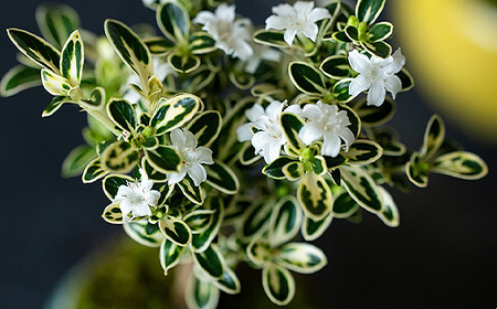 【鉢皿色・淡藤】　白鳥花 ハクチョウゲ 盆栽 植物 石木花 sw-bohkx380 ※沖縄・離島への配送不可