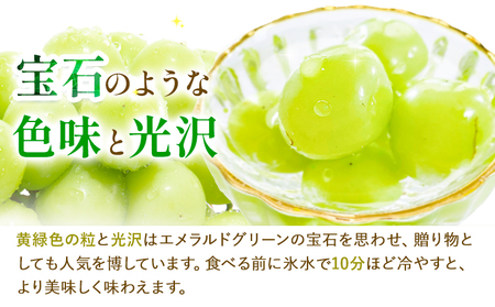 【2026年先行予約】ぶどう シャインマスカット 1房 たけまさぶどう園 《2026年9月上旬-10月中旬頃出荷》岡山県 浅口市 フルーツ デザート おやつ マスカット 果物 国産 岡山県産 くだもの