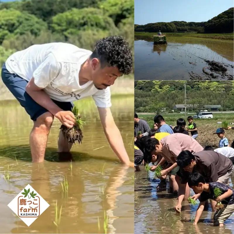 【先行予約】 コシヒカリ 無洗米 10kg 数量限定 国産 産地直送 コシヒカリ 茨城県 鹿嶋市