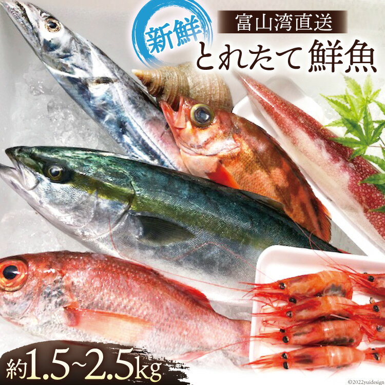 【ふるさと納税】魚 富山湾直送 とれたて鮮魚セット 約1.5～2.5kg 旬 新鮮 鮮魚 詰め合わせ 産地直送 冷蔵/くろべ漁業協同組合 魚の駅「生地」/富山県 黒部市 海鮮 魚介類 魚介