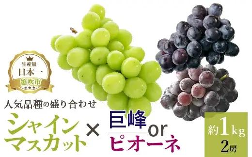 【2026年発送★先行予約】厳選!! 池田青果の【大人気ぶどう2種盛り合わせ】シャインマスカット・巨峰 or ピオーネ（1.0kg）173-002 | ぶどうセット 盛り合わせ 食べ比べ 巨峰 ピオー