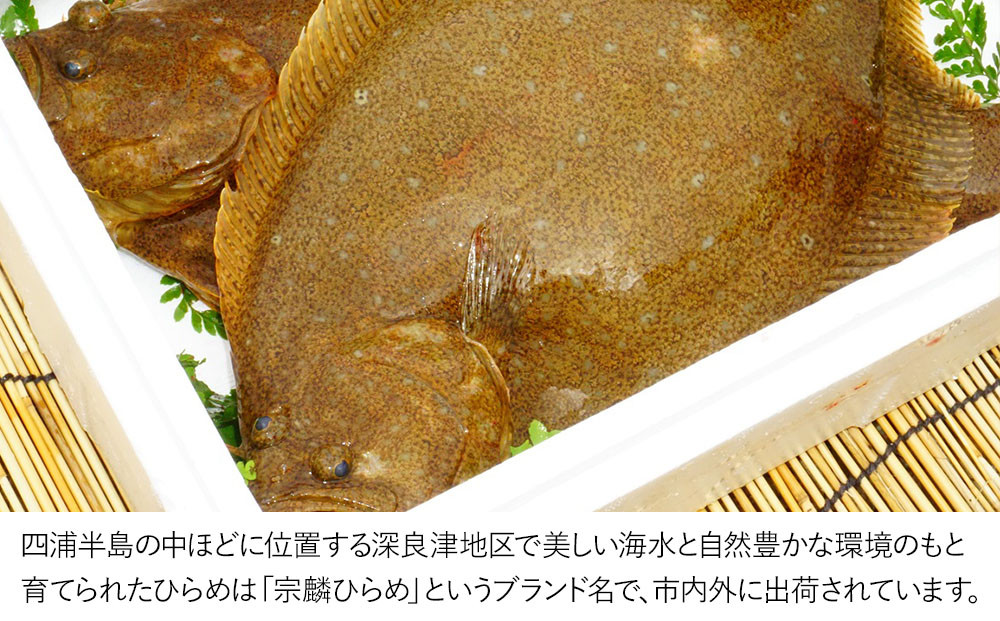 
夫婦仲良く宗麟ひらめ ヒラメ 平目 鮃 刺身 刺し身 生魚 新鮮 大分県産 九州産 津久見市 国産
