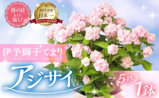 《母の日までにお届け》アジサイ【伊予獅子てまり】 アジサイ あじさい 紫陽花 花 鉢植え 鉢 鉢花 花 観葉植物 植物 5号鉢 人気 おしゃれ かわいい 母の日 プレゼント 贈り物 贈答 ギフト 冬 フラワーギフト 母の日 ありがとう お母さん 母 記念日