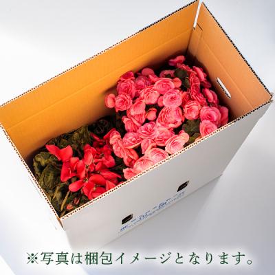 ふるさと納税 高原町 【先行受付】クリスマスフラワー「ポインセチア」&「エラチオールベゴニア」セット(2鉢)　TF716 |  | 01