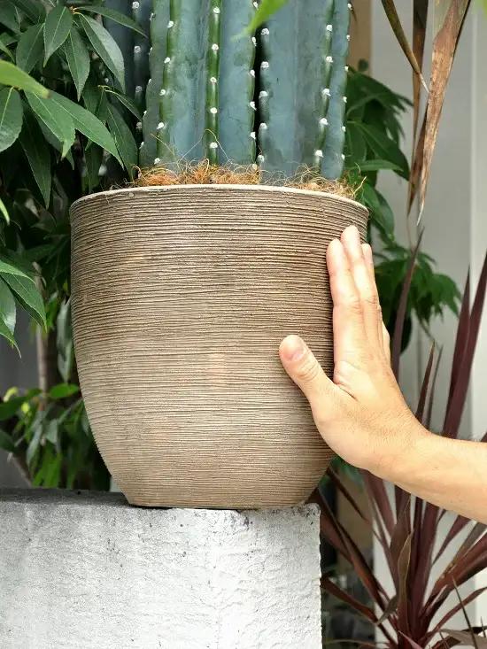 柱サボテン　デザインの良いテラコッタ鉢の鉢植え　サボテン　セレウス　鉢セットお買い得　カクタス　C4カクタス　敬老の日　ポイント消化　観葉植物