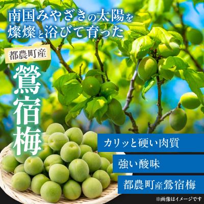 ふるさと納税 都農町 先行受付≪期間限定≫都農町産「鶯宿梅(Mサイズ)」計5kg 梅 梅干し 果物 国産_T008-013 |  | 01