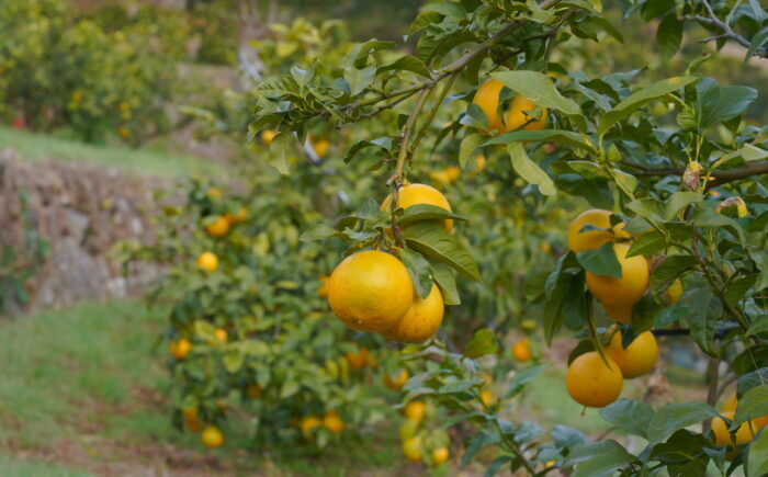 土佐ベルガモットのスパークリング 約500mlx12本セット/ 土佐生姜 ベルガモット スパークリング ジンジャーエール 爽やか 飲料 ドリンク 【はるのTERRACE】 [ATAV014]